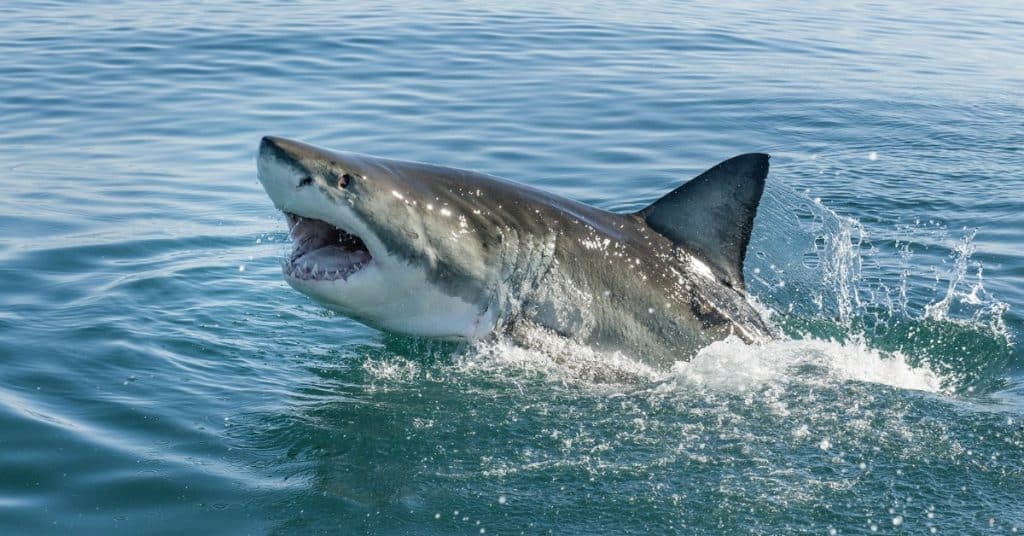 shark puns one liners